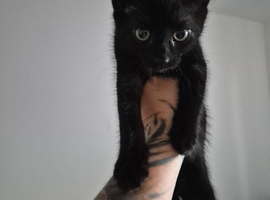 Pure black male kitten