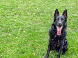 Kc registered German shepherd stud
