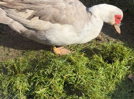 6 Muscovy hatching eggs