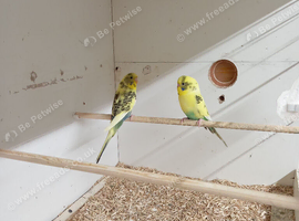 Breeding pair of budgies for sale