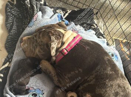 Pocket bully&rsquo;s for sale