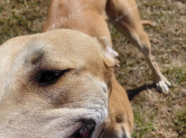 Lurcher