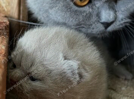 Lilac British shorthair