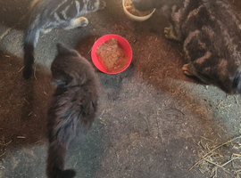2 kitten for sale