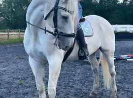Ultimate all rounder safe riding school type 17hh gelding