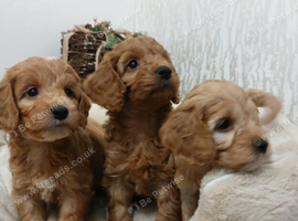 BEAUTIFUL RED TOY F1 COCKAPOO PUPPIES