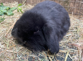8 week old mini lion lops