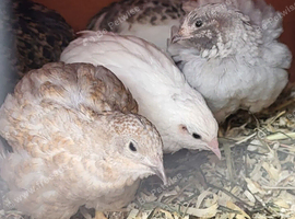 Cute button quail chicks