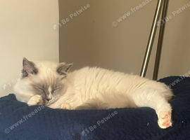 My beautiful ragdoll kitten Loki