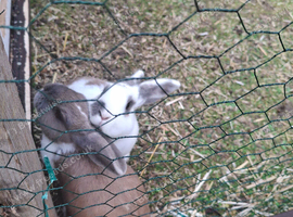 2 x male rabbits