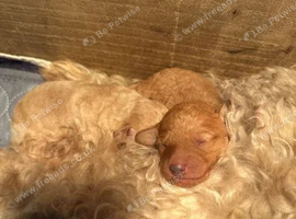 Beautiful F1BB Labradoodle Puppies