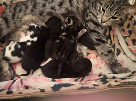 Kittens for sale