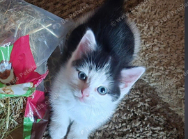 3 beautiful kittens for sale, ready now!