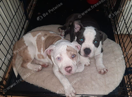 ABKC registered pocket bullies