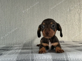 Jackshund