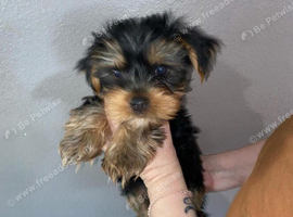 Yorkshire terrier male and female