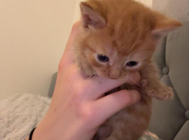 Kittens