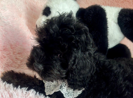 F1 cavapoo babies