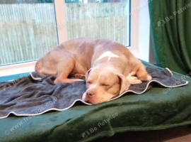 Bully for sale female