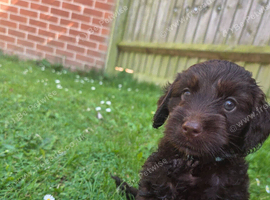7 week old F2 chocolate cockapoo puppies