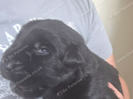 GSD. Litter of 3 - 2 boys available