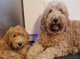 Last Boy Available! Smart 3-Month Labradoodle Puppy