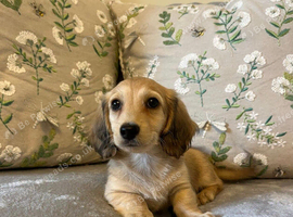 Beautiful Miniature Dachshund Puppies