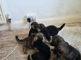 German Shepherds