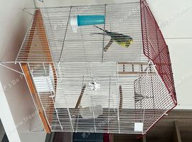 Pair budgies with cage