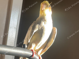 2 loving cocktails