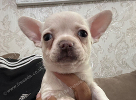 Chihuahua x