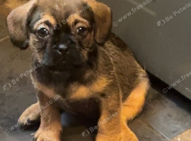 Beautiful puppies