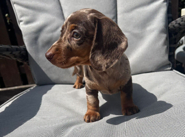 Miniature dachshunds puppies