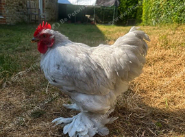 Lavender Pekin Bantam cockerel - 12 weeks old