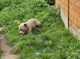 Female Pocket Bully - Angel
