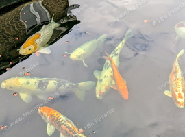 Koi for sale