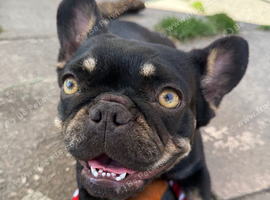 Frenchie girl