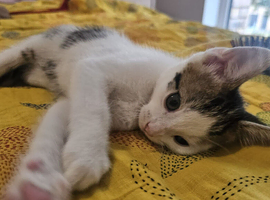 Gorgeous male kitten