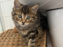 3 male kittens ready for their new new homes