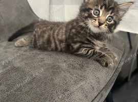 Free kittens