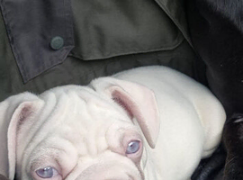 Frenchi puppy for sale