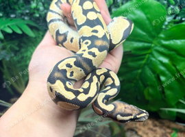Yellow Belly Fire Desert Ghost Royal Python at Birmingham Reptiles