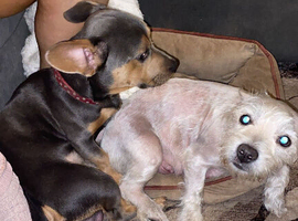 Fenchie x dachshund x westie pups