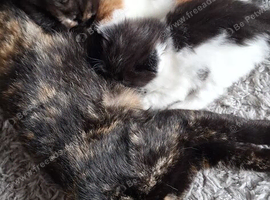 4 beautiful kittens