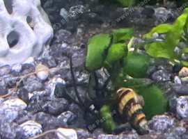 Assassin snails