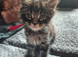 Maine coon kittens