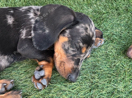 Miniature dachshund puppies