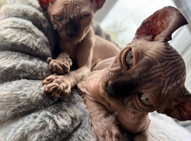 Ready now female elf Sphynx
