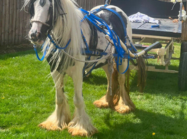 Ride and drive 11.1 filly