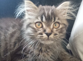 Scottish straight longhair x BSH